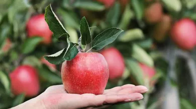 POMME - ©S.HERMANN ET F.RICHTER DE PIXABAY