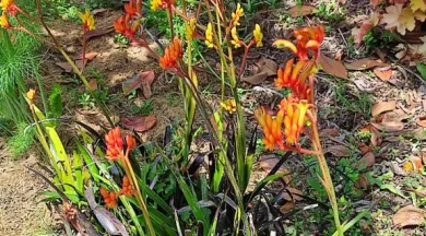 RDV aux Jardins - Serge & Françoise FURET