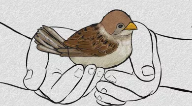 Atelier Dessinons la nature 280625 - Pixabay
