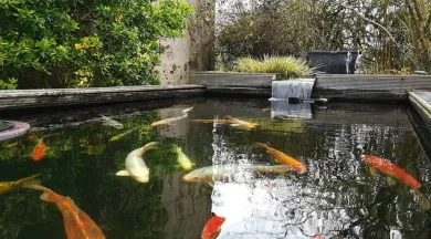 Ferme aquacole d'Anjou - Ferme Aquacole d'Anjou