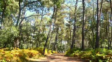 foret chambiers Site Internet OT - Laura Bellanger