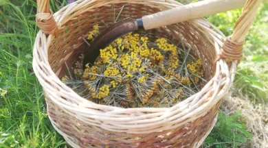 Bona Flora Cheffes recolte - Bona Flora