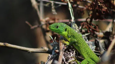 RDV_nature_2026_decouverte_des_reptiles 072026 - DEP49