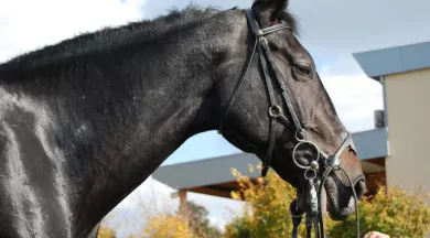 Course_hippique-49-FMA-photo1 - ©Anjou-bleu