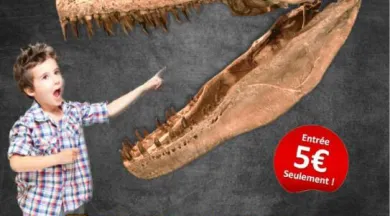 Exposition Dinosaures-FMA-49 -  © BASTO EVENTS