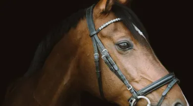 cheval©Tom Meurer de Pixabay - JackieLou DL de Pixabay