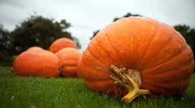 citrouilles PGréboval (16) copie - Pascal Gréboval