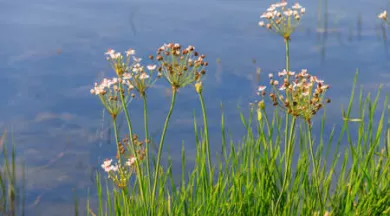 des plantes et des hommes - Stocklib_StPierre