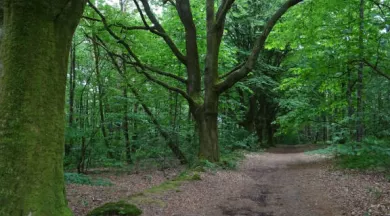 forêt de Multonne - CD53