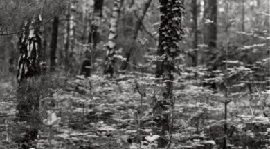 LeBoisDormant2©Simon-Gauchet - Simon-Gauchet