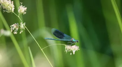 Animations Petites Bêtes, Amies du jardinier Les Jardins des Renaudies 1  - Pixabay