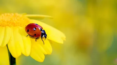 Animations Petites Bêtes, Amies du jardinier Les Jardins des Renaudies 4 - Pixabay