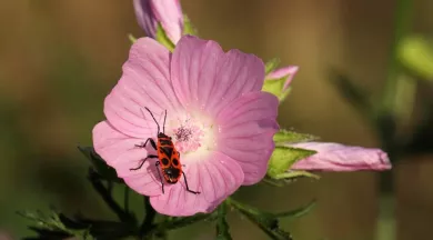 Animations Petites Bêtes, Amies du jardinier Les Jardins des Renaudies 3 - Pixabay