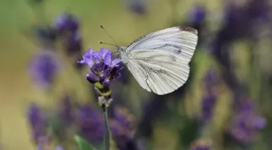 Animations Petites Bêtes, Amies du jardinier Les Jardins des Renaudies 2 - Pixabay