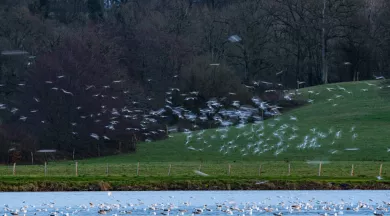 Grand Comptage des oiseaux - ERIC_MEDARD