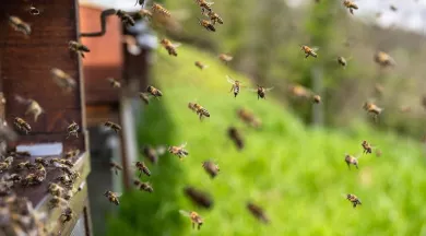 P21-bees-7996596_1280 - PIXABAY