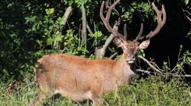 BRAME DU CERF - Conseil Départemental La Mayenne