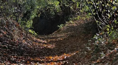 Pierres, feuilles, pinceaux - Conseil Départemental La Mayenne