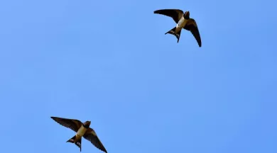 Formation oiseaux du bâti - Image d'illustration Pixabay