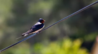 closeup-shot-cute-barn-swallow-wire - CCE