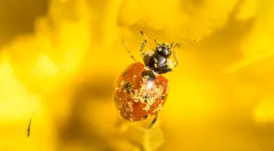 P26-Fabien_Chere_-_Sparadrap53-Coccinelle-CPpx - Fabien_Chere