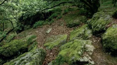 Aux racines de la forêt - Pascal_BELTRAM_Mayenne_Tourisme