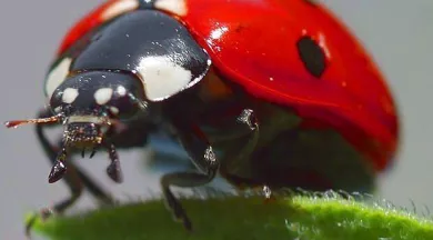 Coccinelle_(1) -  Greudin sur Wikipédia français