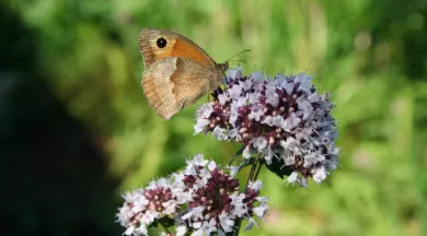 P44-Dominique.Vernier-papillon - Dominique.Vernier