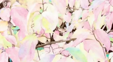 Julie Bonnaud et Fabien Leplae - JBFL duo « Semper Virens I » pastel sec sur papier, 107 x 101 cm, 2022 / © photo