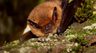 p54-Yohan DOUVENEAU-chauve-souris - Yohan DOUVENEAU