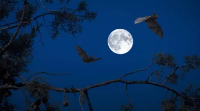 Nuit de la chauve-souris - CC Coëvrons