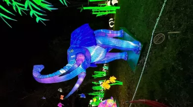 Festivités animaux fantastiques - Magconseil