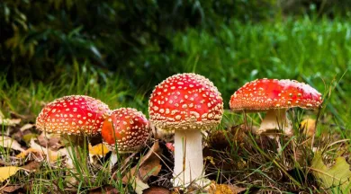 Sortie nature Hardanges - Image d'illustration