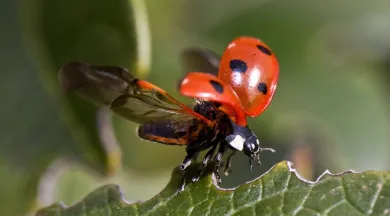 36-coccinelle - pixabay