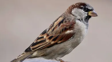 sparrow-2760021_1280 - Pixabay