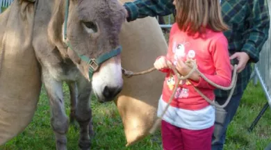 Fête percheron âne - Ville du Mans