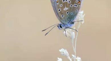 papillon - Crédit TETICAP