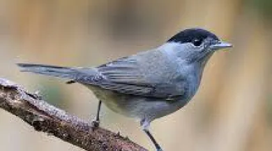 fauvette_tete_noire - JC Gravier