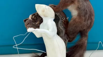 CP - rdv scientifique être un animal naturalisé au musée (1) - © Ville du Mans