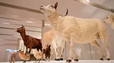 CP - expo animaux  - © Ville du Mans