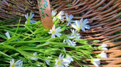 20250406_103857 - Sauvages de saison/ Emmanuelle Boyeldieu