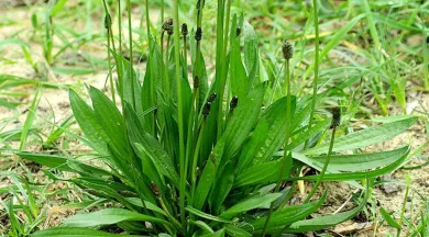 plantain-lanceole-plantago-lanceolata - JC GRAVIER