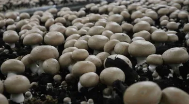 Champignons de la Sarthe - Nath_Alie