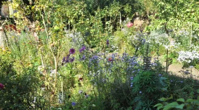 Jardin de la cité Plantagenêt - Ville du Mans