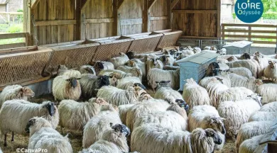 Visite bergerie entre angers et saumur Loire Odyssée_1 - canvapro