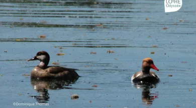 Sortie Oiseaux Loire Odyssée_1 - Dominique Thomas