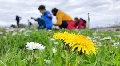fabien_fougeroux_plantes_et_insectes.jpeg_1 - Fabien Fougeroux