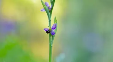 Biodiversités_1 - Fabien Fougeroux