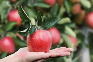 POMME - ©S.HERMANN ET F.RICHTER DE PIXABAY