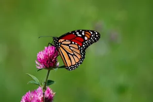 Animation Biodiversité Montreuil 050725 - Pixabay